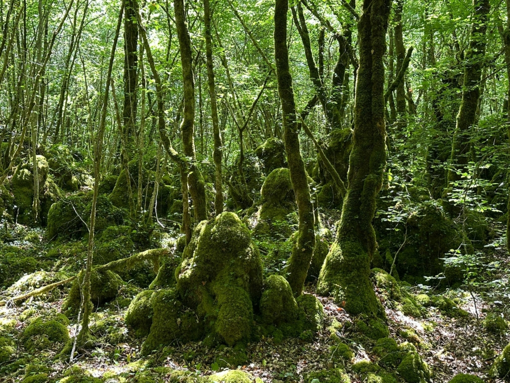 Sous-bois moussu — La Forge Sous-bois moussu sous une lumière filtrée, forêt de La Forge